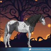 Horse Color:Black Splash Tobiano