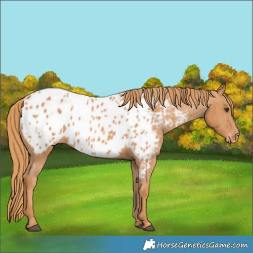 Horse Color:Chestnut Appaloosa 