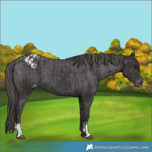 Horse Color:Smoky Black and Smoky Black Appaloosa