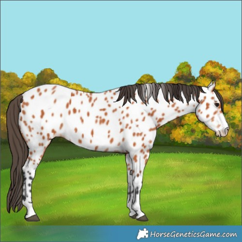 Horse Color:Bay Appaloosa 