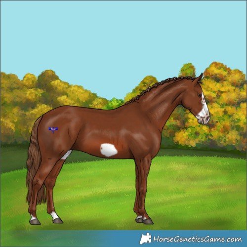 Horse Color:Chestnut Splash Frame
