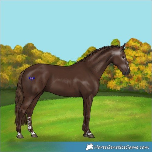 Horse Color:Gray Chestnut 