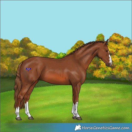 Horse Color:Chestnut 