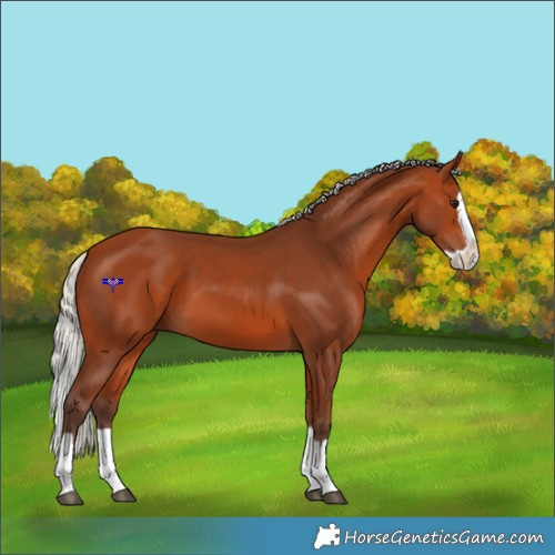 Horse Color:Silver Bay Splash 