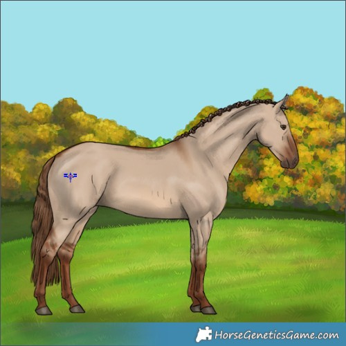 Horse Color:Red Dun 