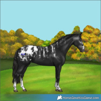 Horse Color:Powder White Gray Black Appaloosa 