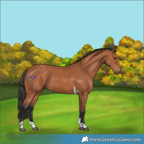 Horse Color:Bay Tobiano 