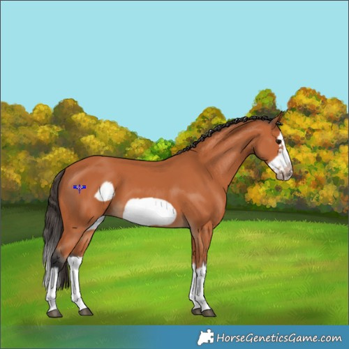 Horse Color:Bay Splash Frame 