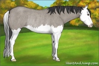Horse Color:Smoky Grullo Roan Splash Rabicano