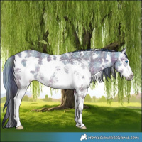Horse Color:Platinum Plaid  White Spotted Bay Ice Splash Frame Rabicano 