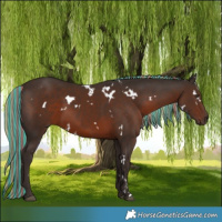 Horse Color:Painted White Spotted Liver Chestnut 