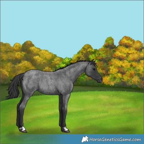 Horse Color:Blue Roan Rabicano 