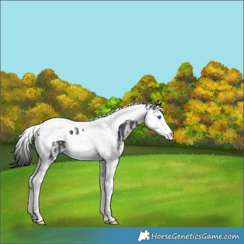 Horse Color:White Spotted Black Splash Tobiano 
