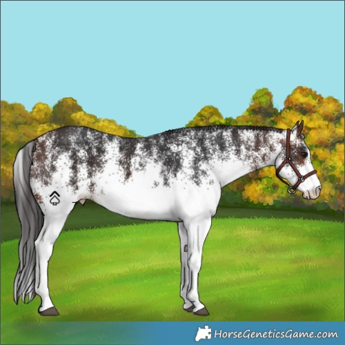 Horse Color:White Spotted Brown 