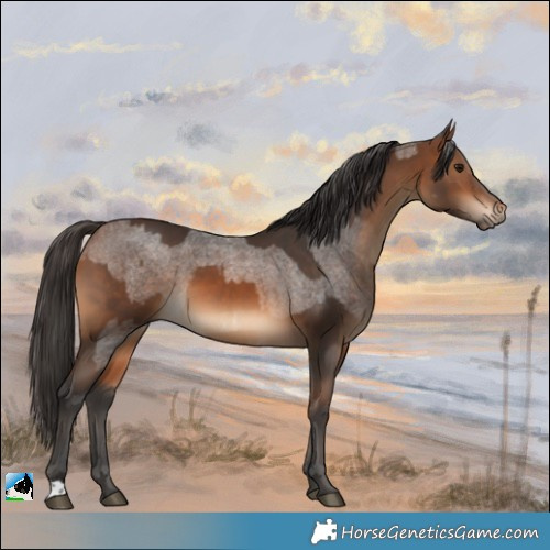 Horse Color:Bay Roan and Bay