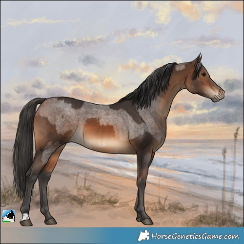 Horse Color:Bay Roan  and Bay 