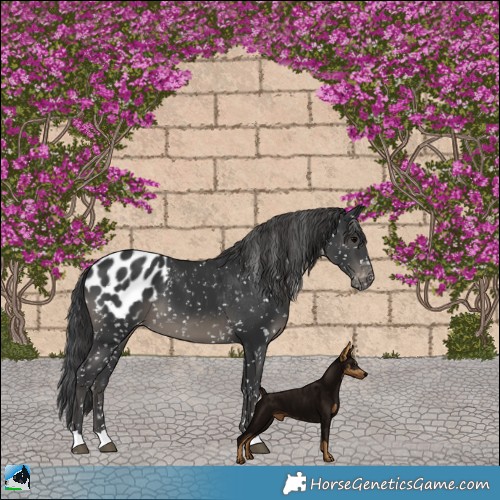 Horse Color:Black Appaloosa