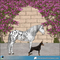 Horse Color:Black Blanket
