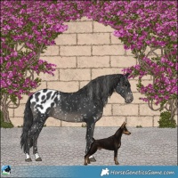 Horse Color:Black Appaloosa