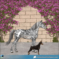 Horse Color:Black Appaloosa