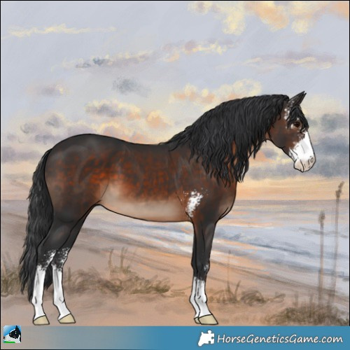 Horse Color:Brown Sabino 