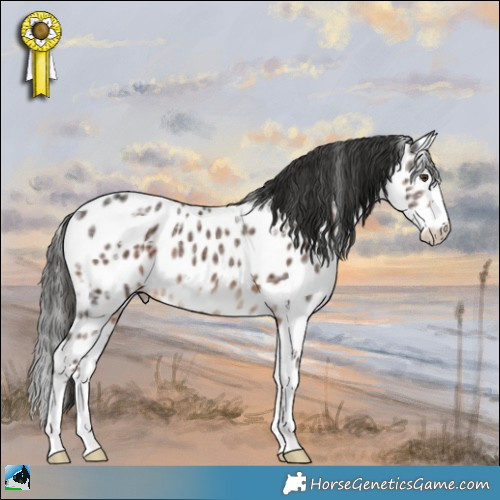 Horse Color:Liver Chestnut Ice Sabino Appaloosa 