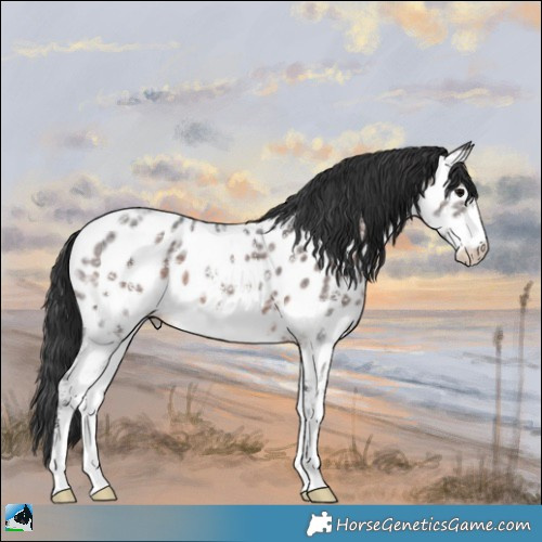 Horse Color:Brown Ice Sabino Appaloosa 