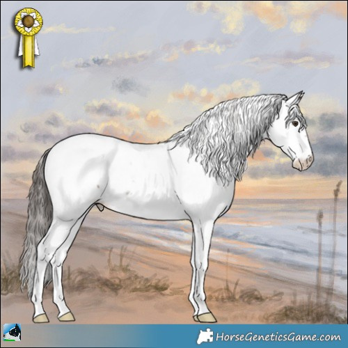 Horse Color:Liver Chestnut Sabino Appaloosa 