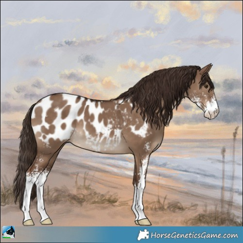Horse Color:Liver Red Dun Sabino Appaloosa 