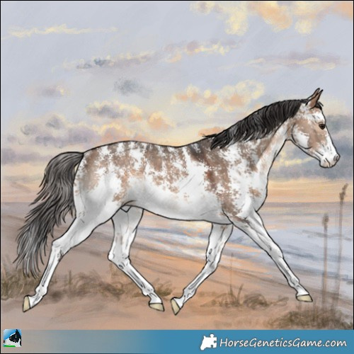 Horse Color:Bay Dun Sabino Rabicano 