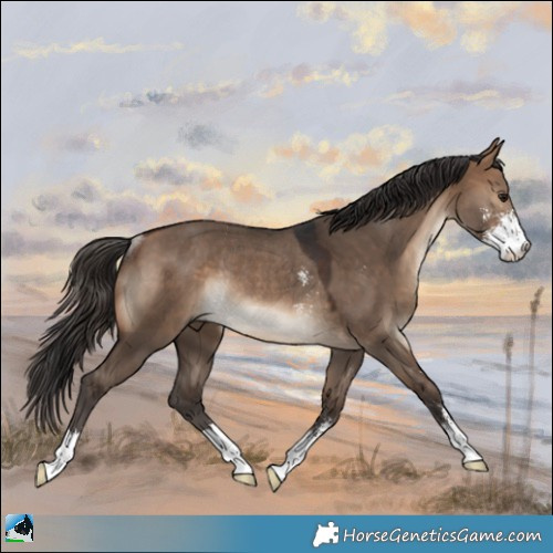 Horse Color:Bay Dun Sabino Rabicano 