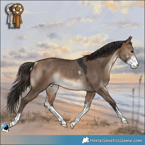 Horse Color:Bay Dun Sabino Rabicano 