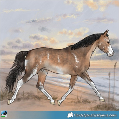 Horse Color:Bay Dun Sabino 