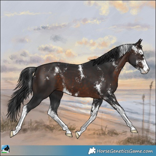 Horse Color:Brown Sabino 