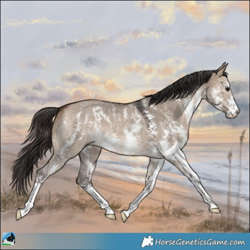 Horse Color:Brown Dun Sabino 