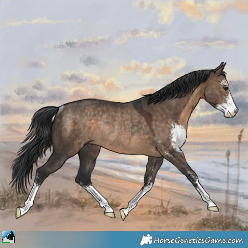 Horse Color:Brown Dun Sabino Rabicano 