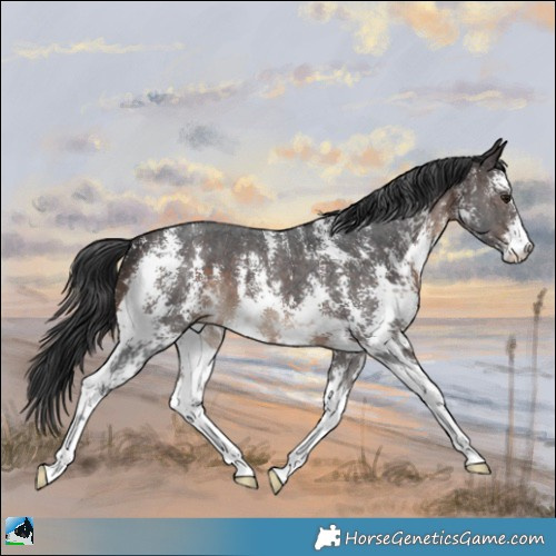 Horse Color:Brown Sabino 