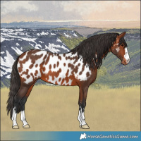 Horse Color:Bay Near Leopard 