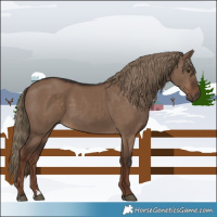 Horse Color:Liver Red Dun Rabicano