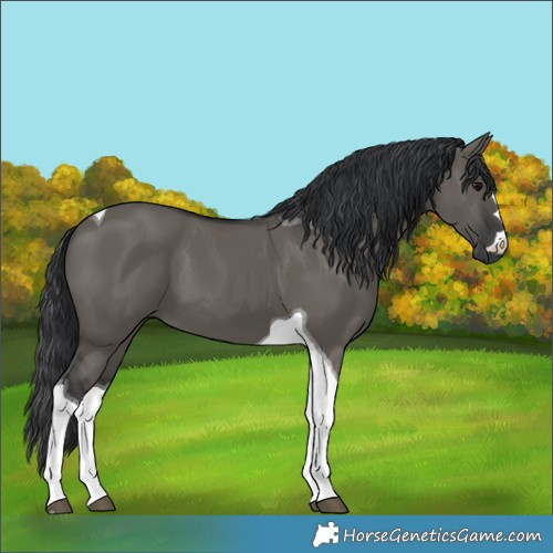 Horse Color:Grullo Tobiano 