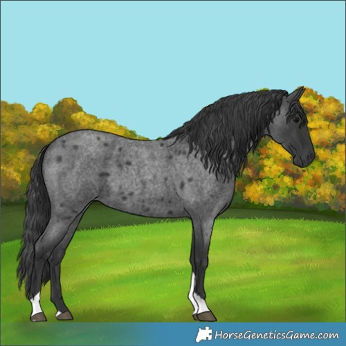 Horse Color:Blue Roan Tobiano 