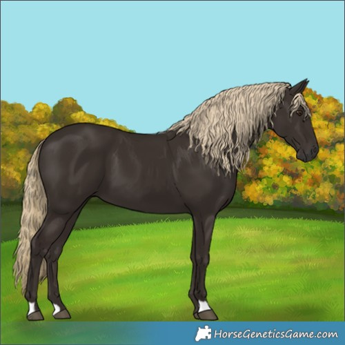Horse Color:Liver Chestnut 