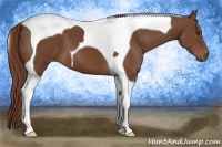 Horse Color:Chestnut Tobiano