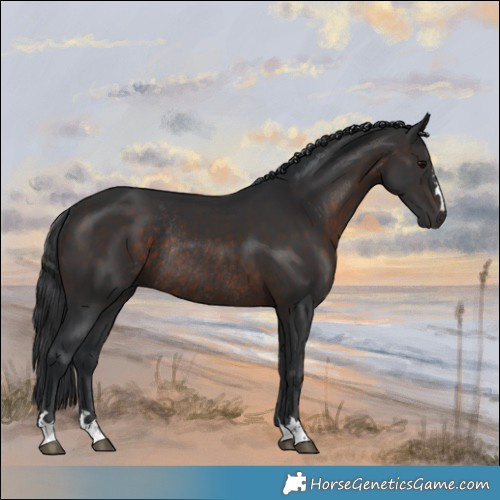 Horse Color:Brown Rabicano 