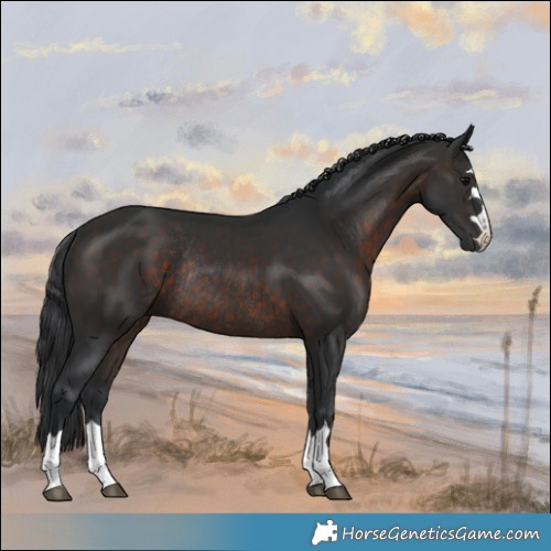 Horse Color:Brown Rabicano