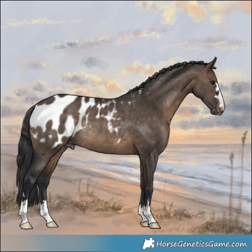 Horse Color:Brown Dun Appaloosa Rabicano 