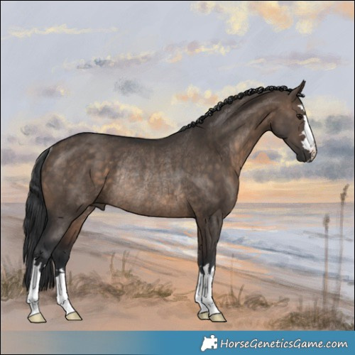 Horse Color:Brown Dun Rabicano 