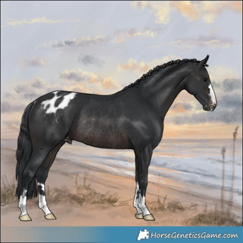 Horse Color:Brown Appaloosa Rabicano 