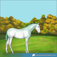 Horse Color:Watercolor Blue Roan Splash Frame 