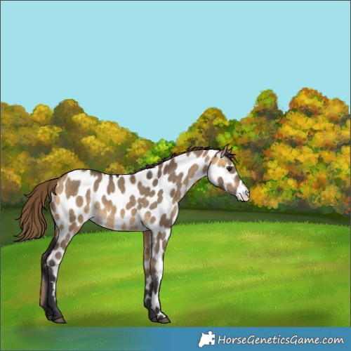 Horse Color:Buckskin Dun Appaloosa 